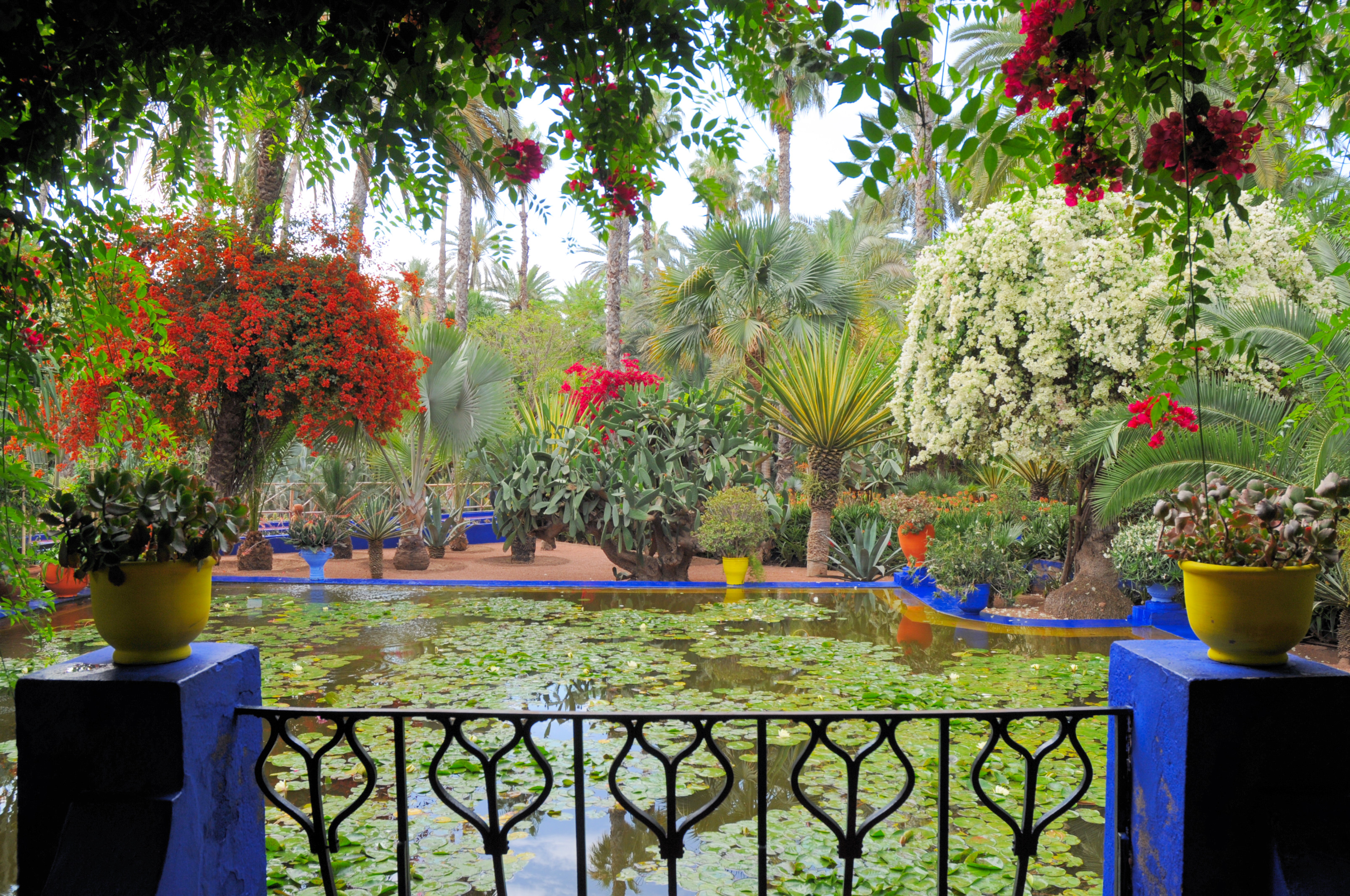 Le_jardin_des_majorelle_14